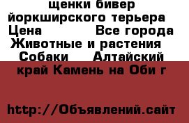 щенки бивер йоркширского терьера › Цена ­ 8 000 - Все города Животные и растения » Собаки   . Алтайский край,Камень-на-Оби г.